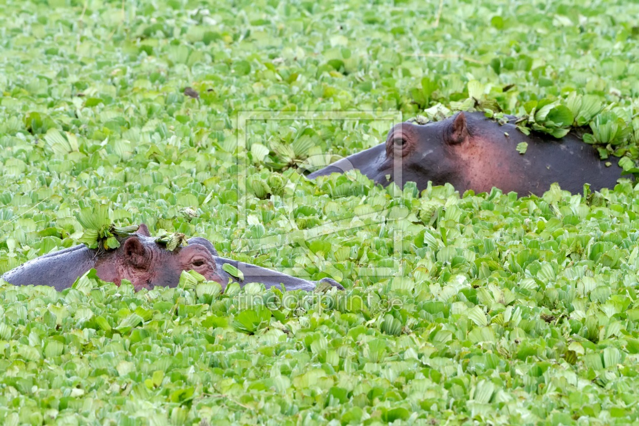 Bild-Nr.: 12277613 Hippos im Wassersalat erstellt von Angelika Stern