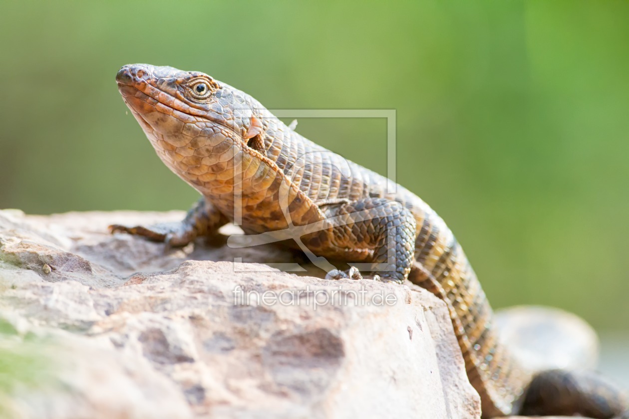 Bild-Nr.: 12279647 Schildechse im Krüger Nationalpark erstellt von Angelika Stern