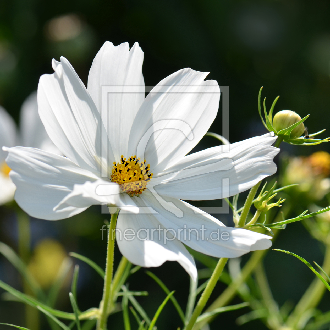 Bild-Nr.: 12280059 Cosmea erstellt von Atteloi