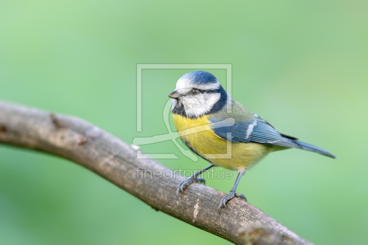 Bild-Nr.: 12281374 Blaumeise erstellt von DirkR