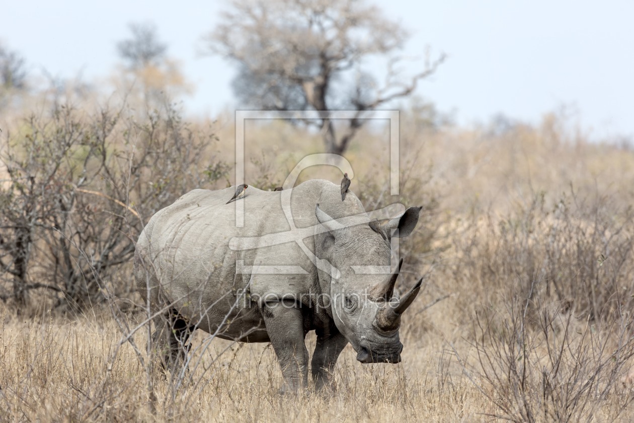 Bild-Nr.: 12282138 Breitmaulnashorn im Krüger Nationalpark  erstellt von Angelika Stern