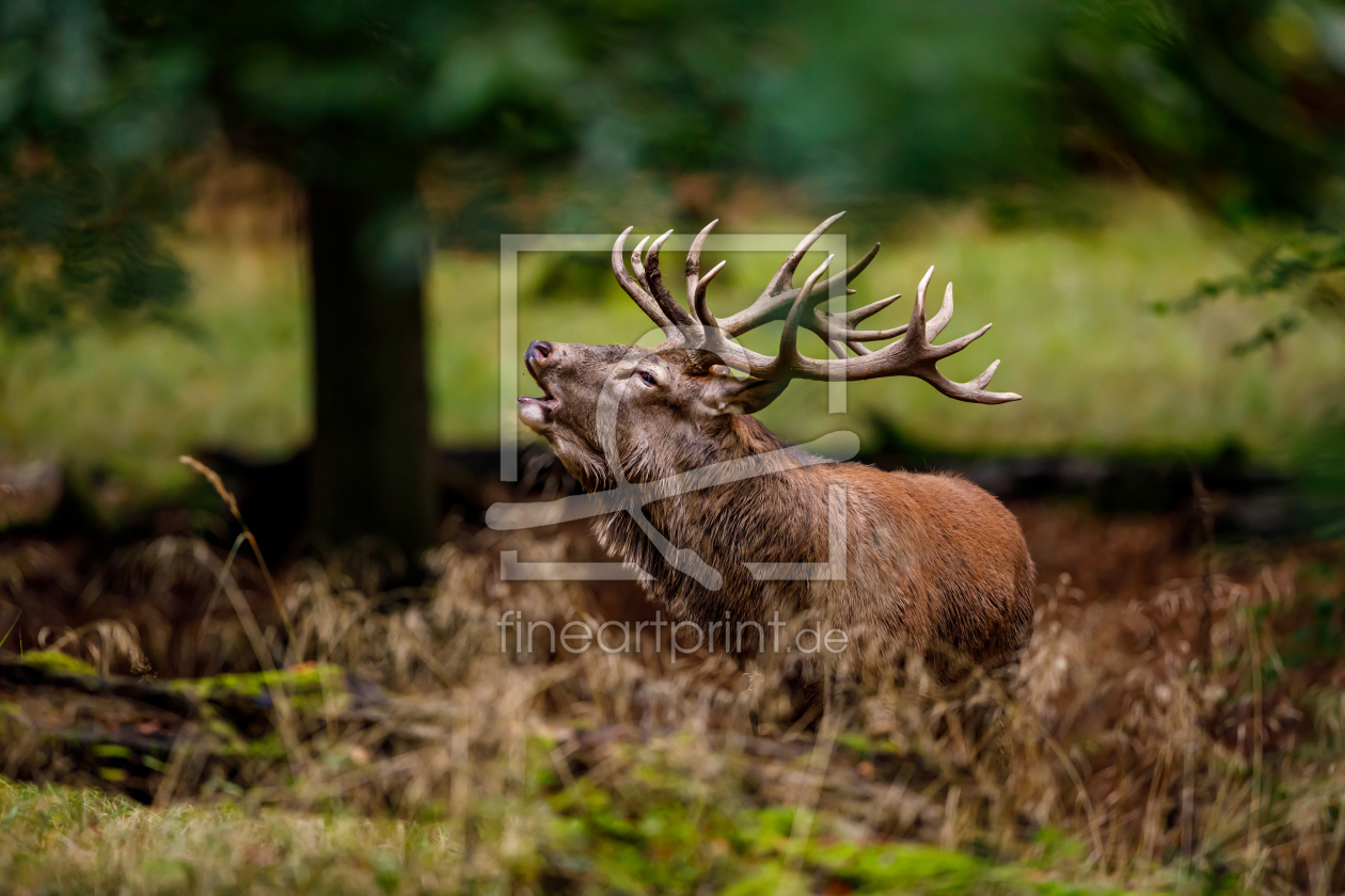 Bild-Nr.: 12283576 Hirsch in der Brunft erstellt von RolandBrackHeckePic