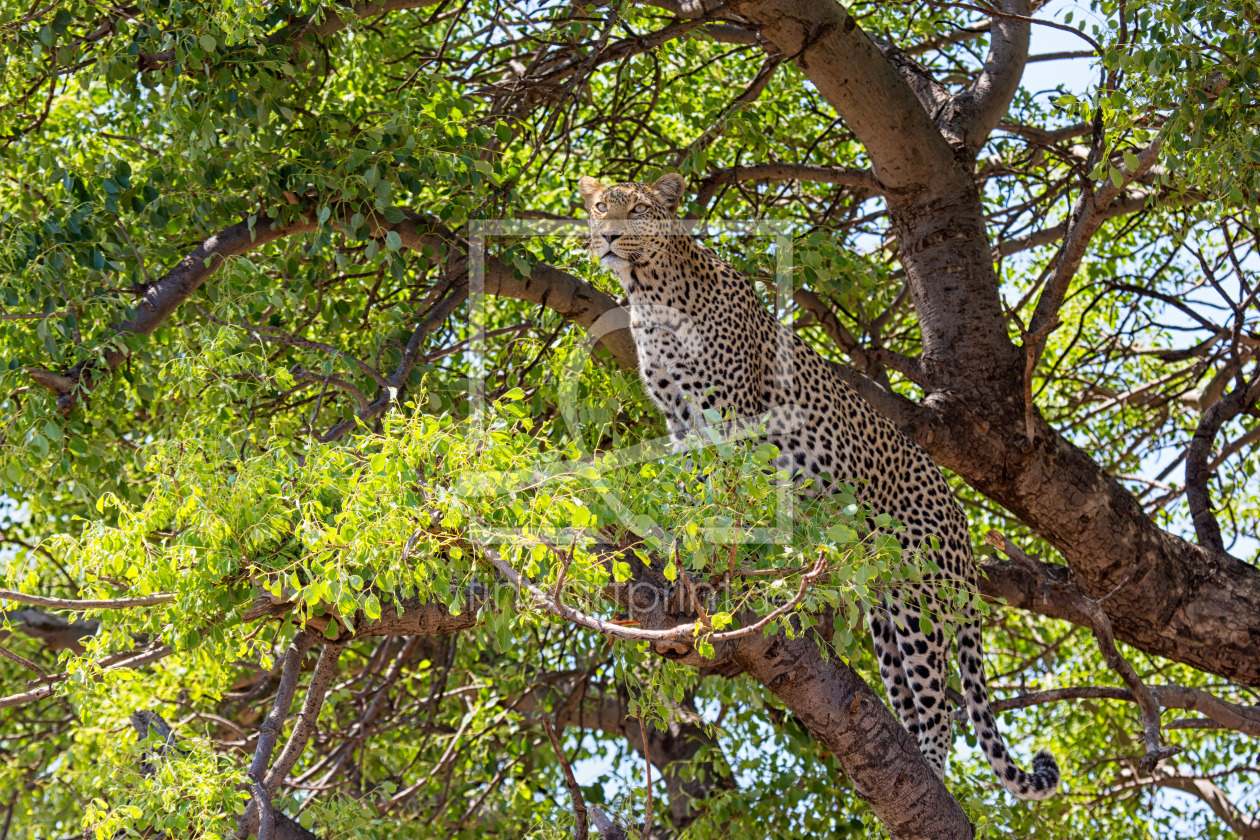 Bild-Nr.: 12283793 Leopard im Baum erstellt von Angelika Stern