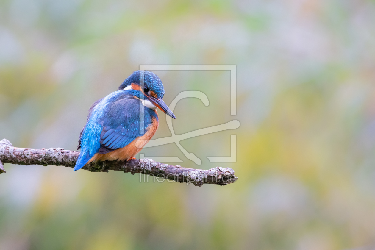 Bild-Nr.: 12284926 Eisvogel erstellt von DirkR