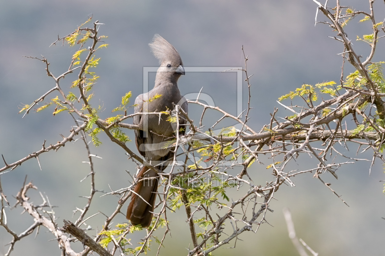 Bild-Nr.: 12285364 Go Away Vogel im Krüger Nationalpark in Südafrika erstellt von Angelika Stern