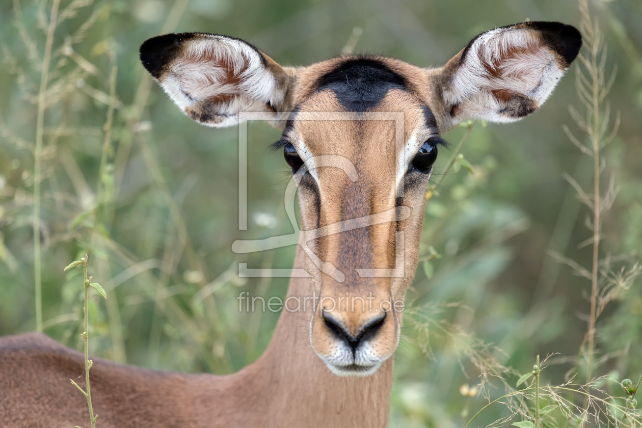 Bild-Nr.: 12285776 Impala im Krüger Nationalpark in Südafrika erstellt von Angelika Stern