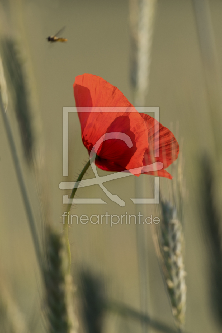 Bild-Nr.: 12286013 Mohn und Biene erstellt von KundenNr-294234