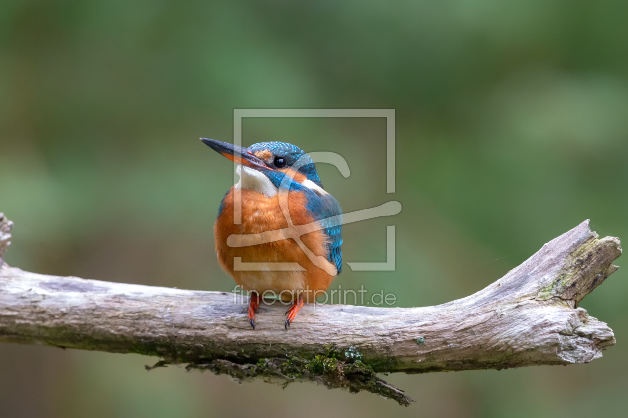 Bild-Nr.: 12287856 Eisvogel erstellt von DirkR