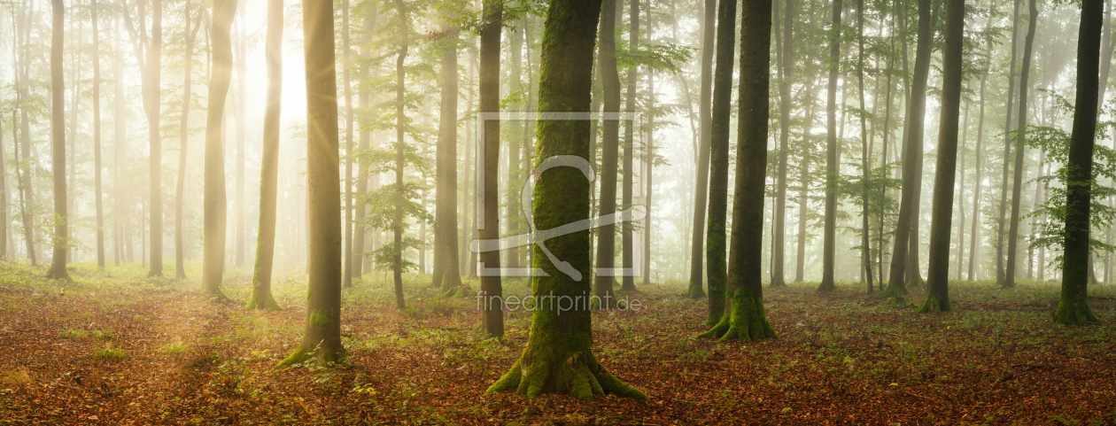 Bild-Nr.: 12288340 Sonnenstrahlen im Wald erstellt von luxpediation