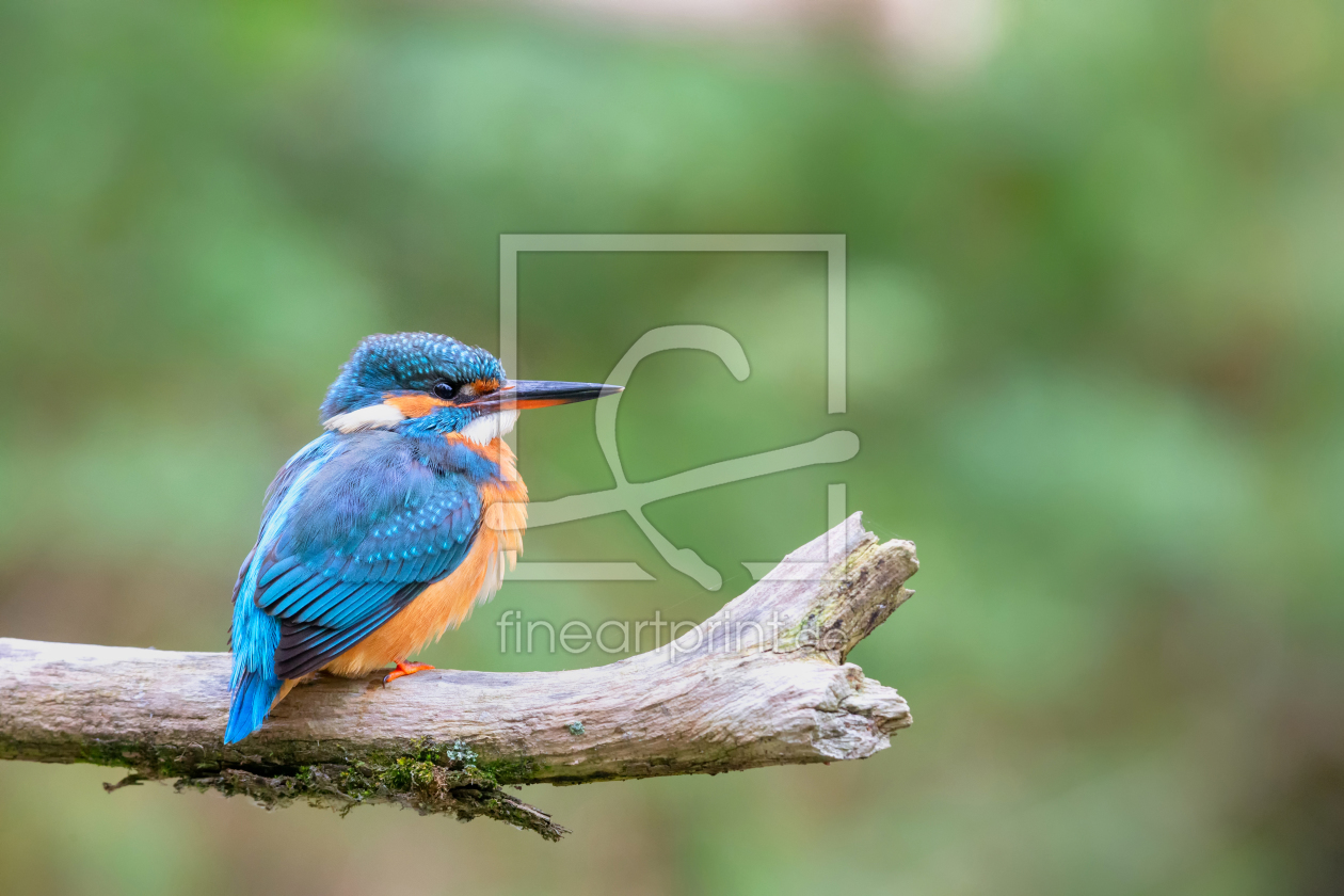 Bild-Nr.: 12288347 Eisvogel erstellt von DirkR