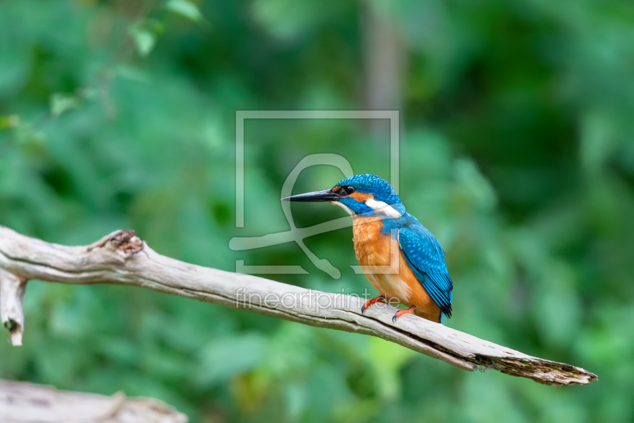 Bild-Nr.: 12288770 Eisvogel erstellt von DirkR