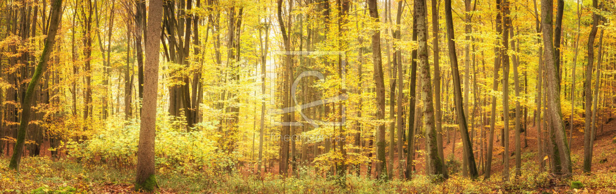 Bild-Nr.: 12289689 Herbstlicher Laubwald im Licht erstellt von luxpediation