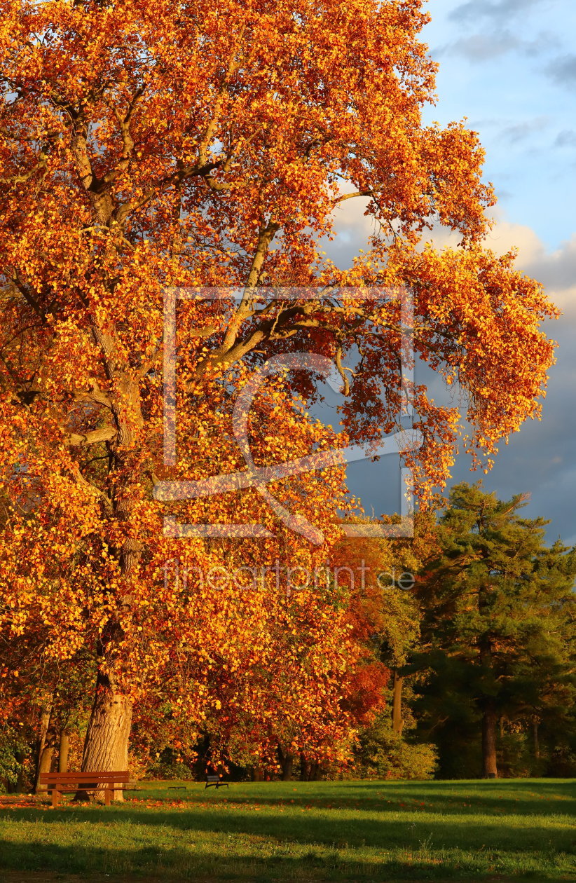 Bild-Nr.: 12290697 Herbstbaum erstellt von Heike Hultsch