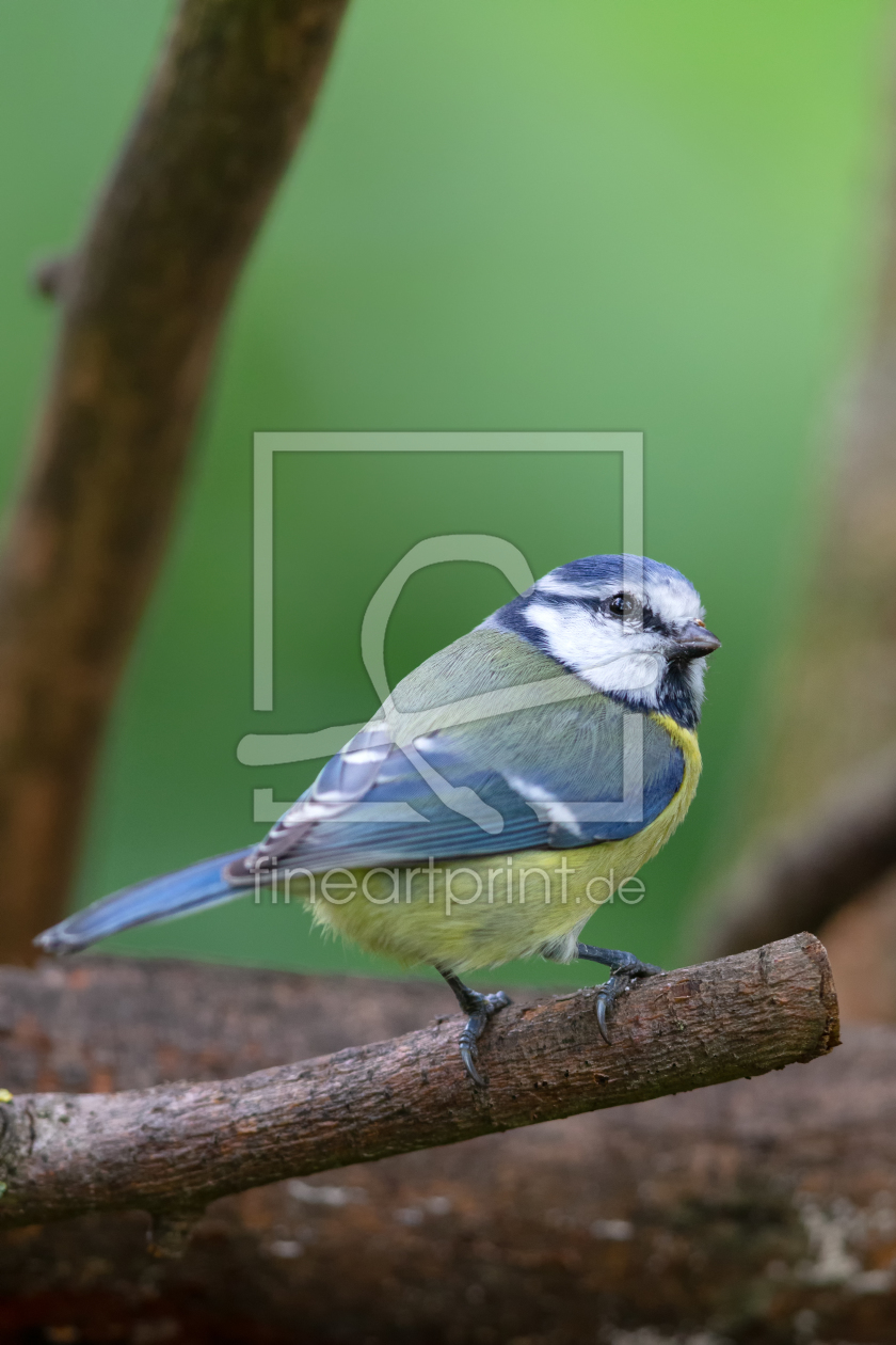 Bild-Nr.: 12292321 Blaumeise erstellt von DirkR