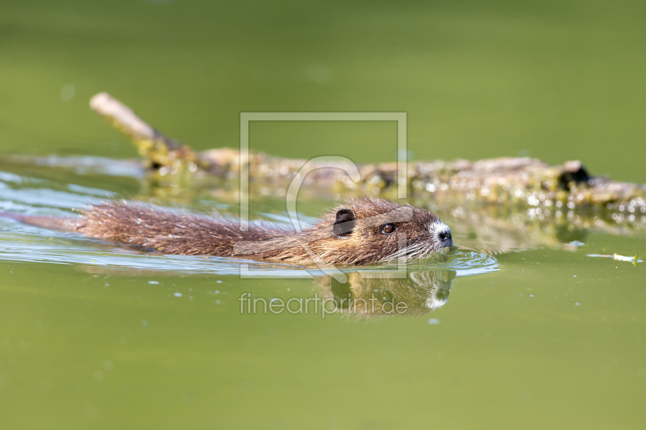 Bild-Nr.: 12295769 Nutria erstellt von DirkR