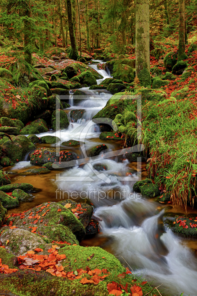 Bild-Nr.: 12295907 Wildbach im herbstlichen Wald erstellt von Thomas Herzog