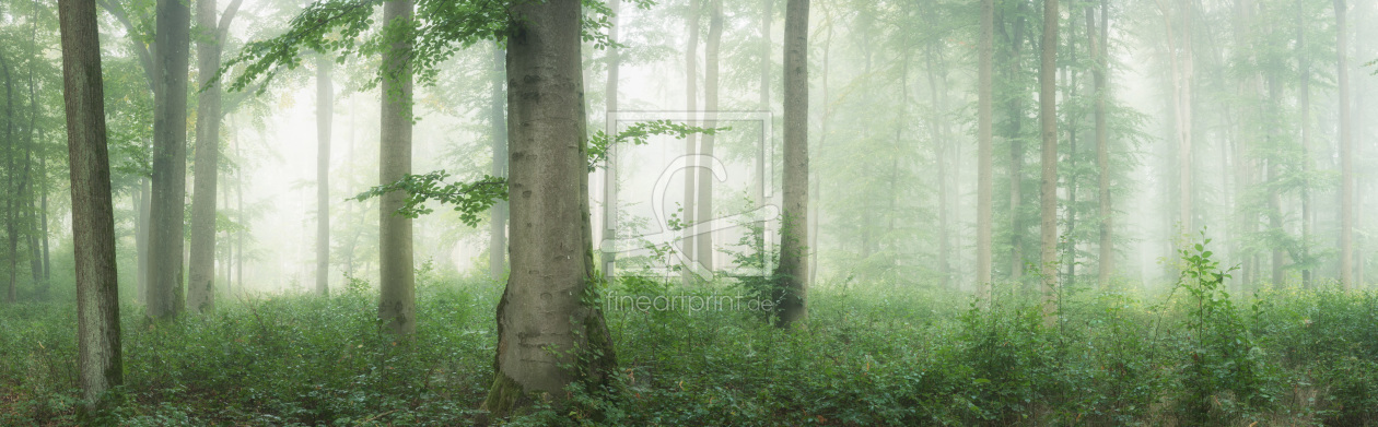 Bild-Nr.: 12301294 Laubwald im Nebel erstellt von luxpediation
