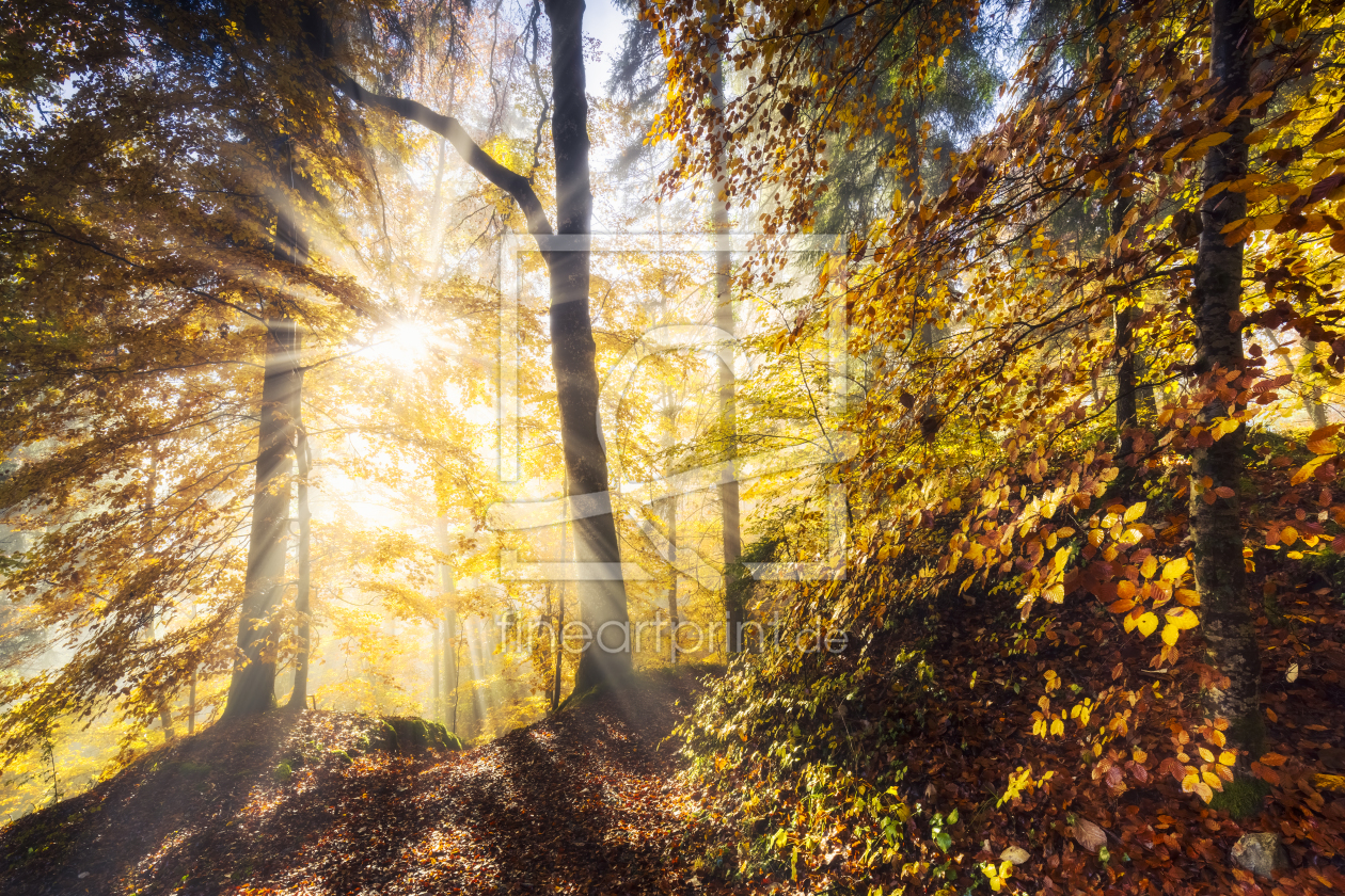 Bild-Nr.: 12301779 Herbstwaldleuchten erstellt von Daniela Beyer