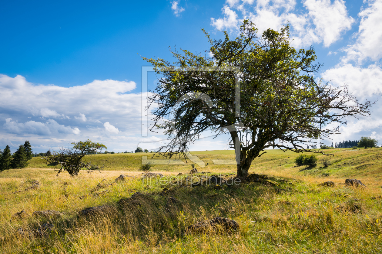 Bild-Nr.: 12301924 Alte Bäume auf Feld mit hohem Gras am Sommertag erstellt von raphotography88