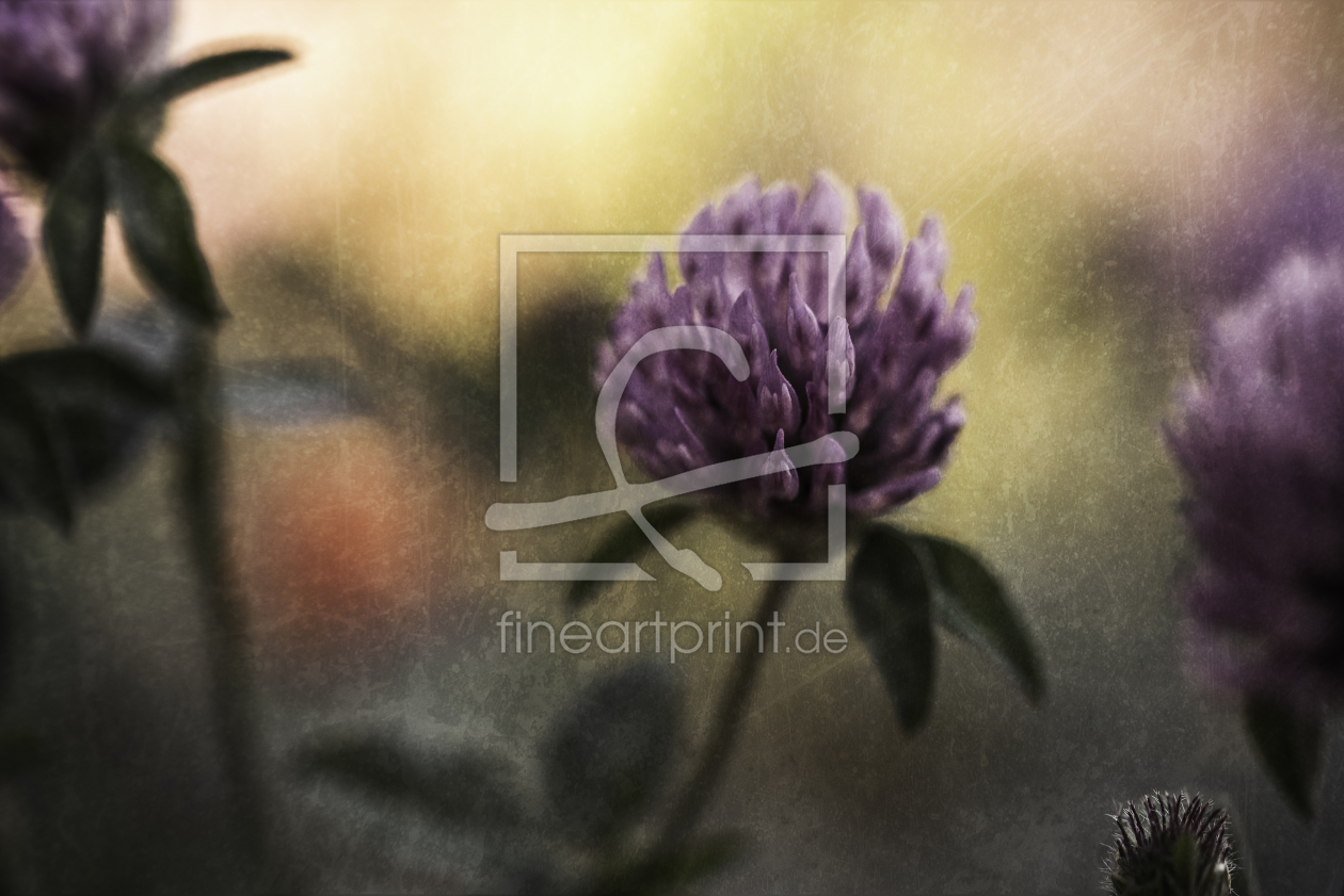 Bild-Nr.: 12306133 Wildblume mit Textur erstellt von Marierichphotography