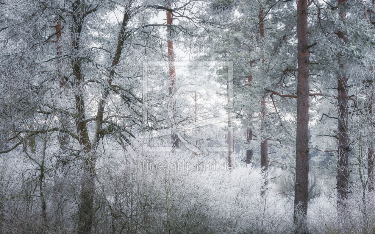 Bild-Nr.: 12323838 Wald im Frost erstellt von luxpediation