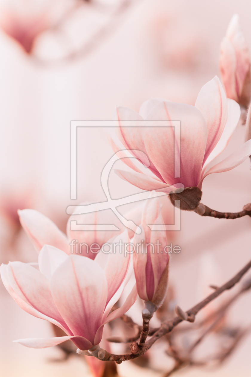 Bild-Nr.: 12328295 Magnolienblüte erstellt von janschuler