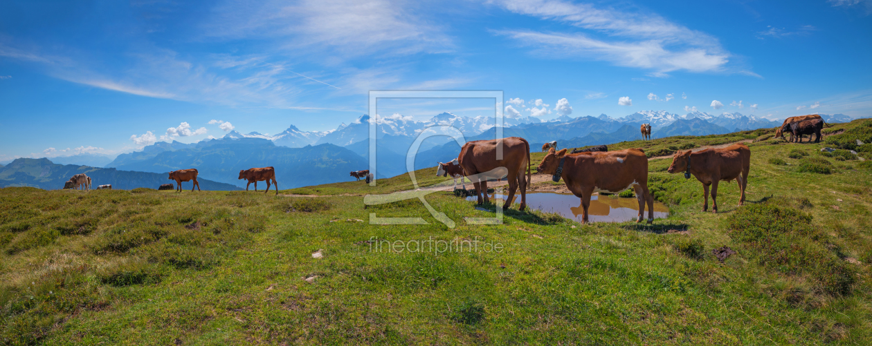 Bild-Nr.: 12335450 Kuhherde am Niederhorn Berner Oberland erstellt von SusaZoom