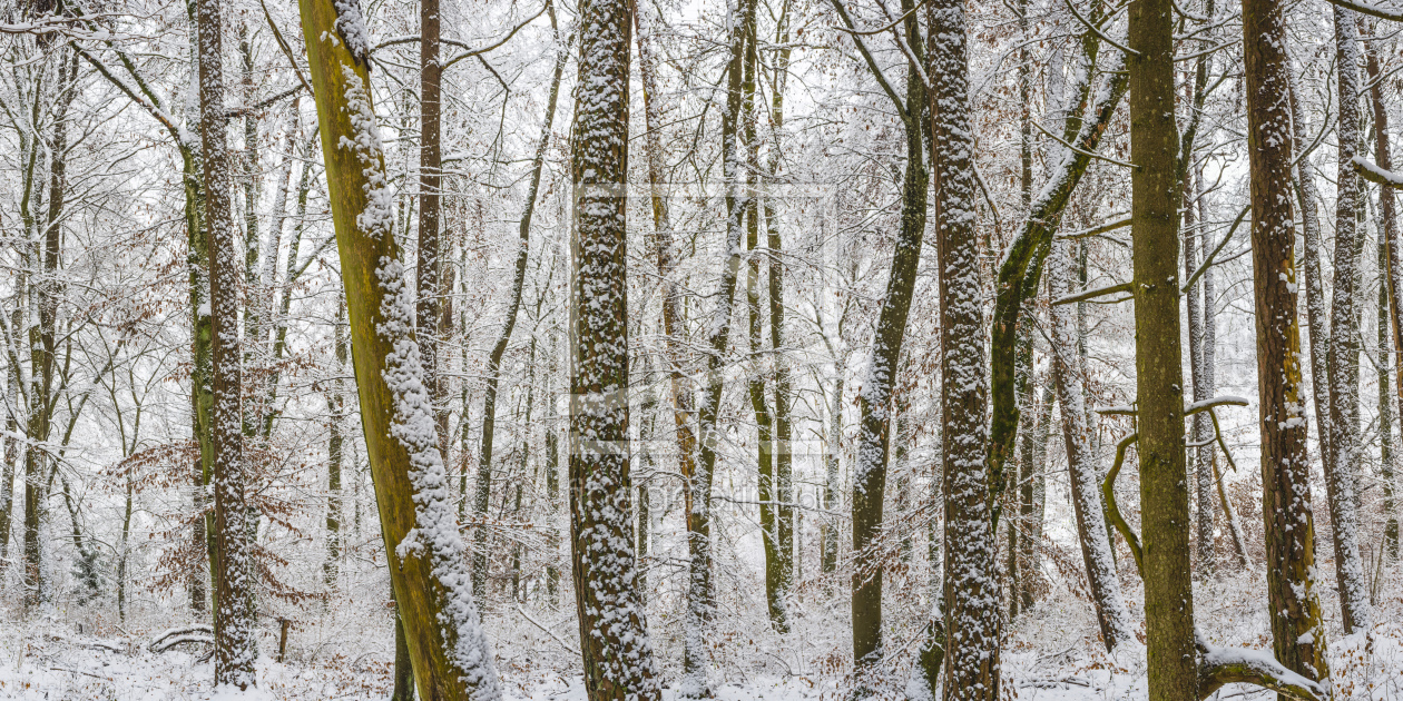 Bild-Nr.: 12339520 Winterwald erstellt von Walter G. Allgöwer