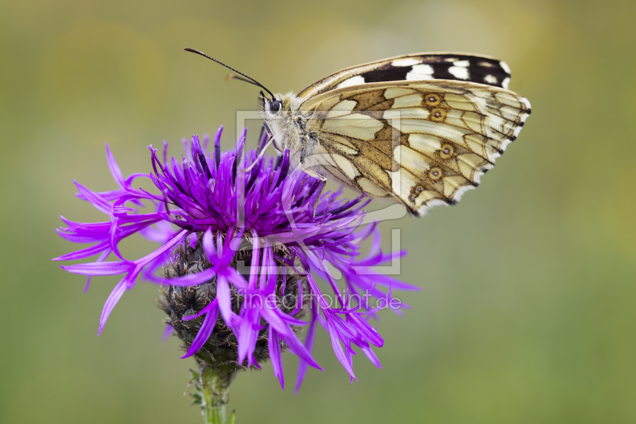 Bild-Nr.: 12342567 Schachbrettfalter auf Flockenblume erstellt von Daniela Beyer