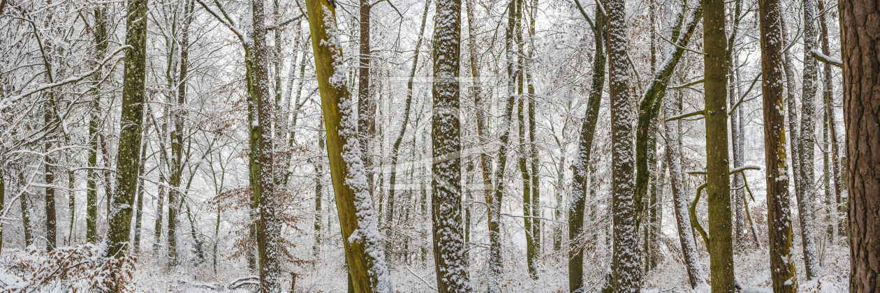 Bild-Nr.: 12352998 Winterwald erstellt von Walter G. Allgöwer