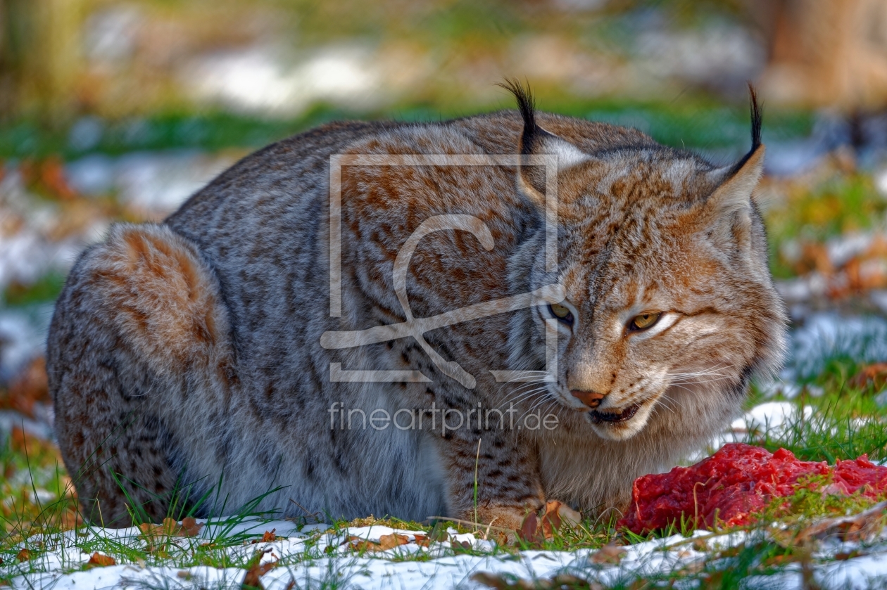 Bild-Nr.: 12353165 Katzenblick - Luchs erstellt von Bilderbastlers