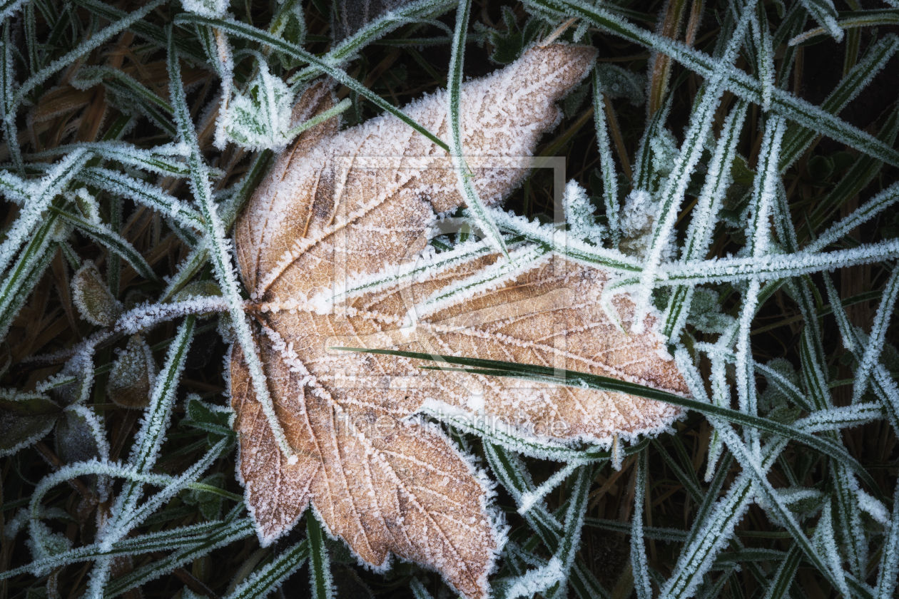 Bild-Nr.: 12356494 Frost Blatt erstellt von luxpediation