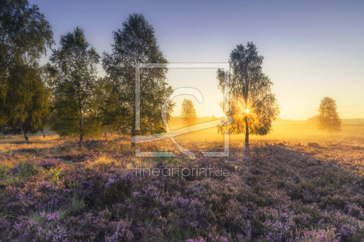 Bild-Nr.: 12362225 goldener Morgen in der Lüneburger Heide erstellt von Daniela Beyer