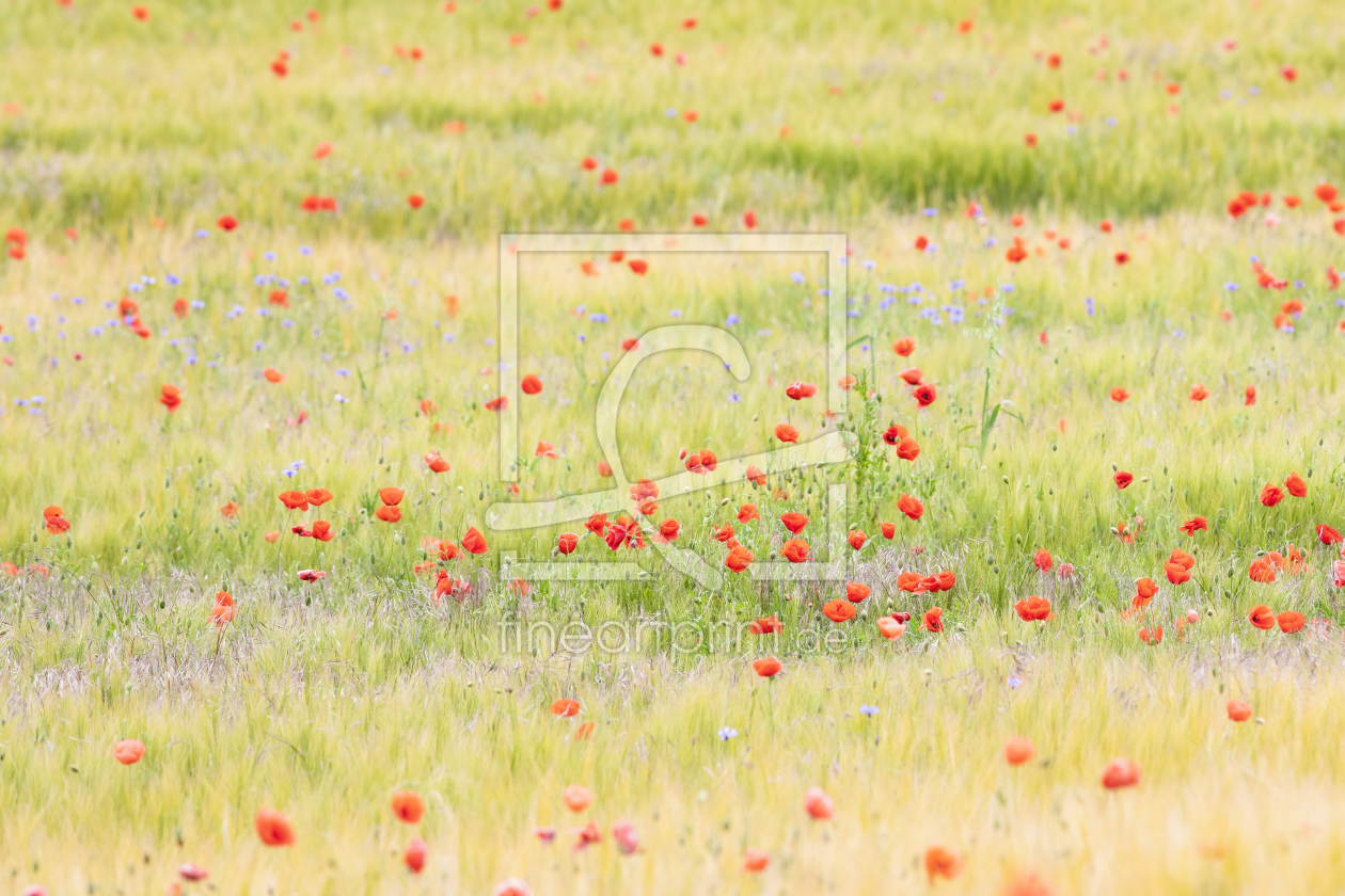 Bild-Nr.: 12362311 Mohn im Getreidefeld erstellt von Daniela Beyer