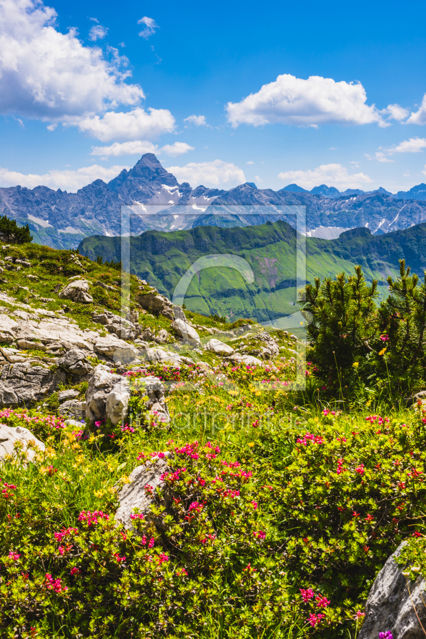 Bild-Nr.: 12364502 Alpenrosen und Hochvogel erstellt von Walter G. Allgöwer