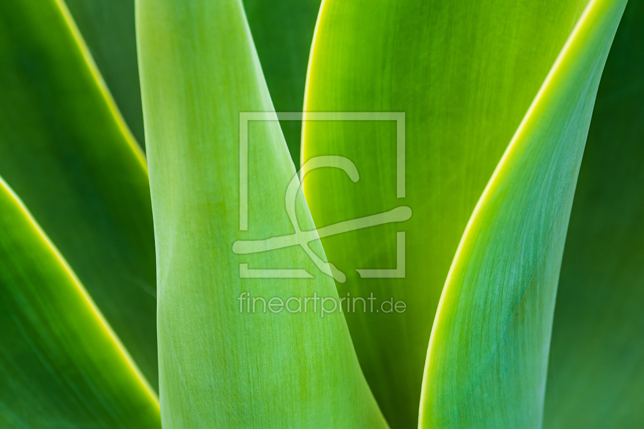 Bild-Nr.: 12364973 Detail einer grünen Pflanze erstellt von Rico Ködder