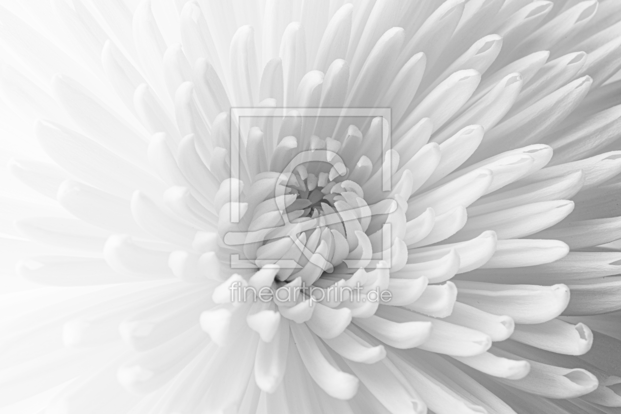 Bild-Nr.: 12365643 Chrysantheme Chrysanthemum erstellt von Rene Conzen
