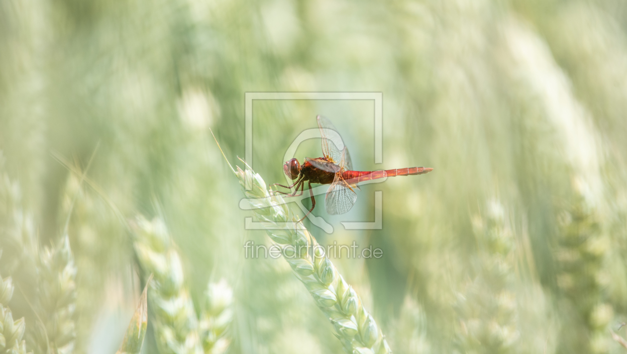 Bild-Nr.: 12365839 Rote Heidelibelle im Kornfeld erstellt von Patrick Schwarzbach