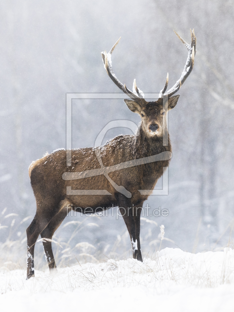 Bild-Nr.: 12366322 Ein stolzer Hirsch im Schneetreiben erstellt von Daniela Beyer