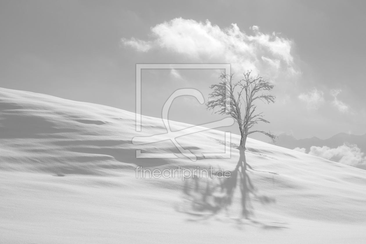 Bild-Nr.: 12367112 Einzelne Stieleiche im Winter erstellt von Walter G. Allgöwer