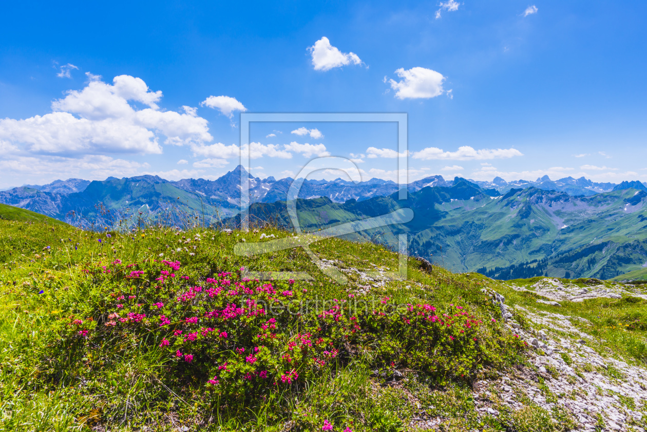 Bild-Nr.: 12367206 Alpenrosenblüte am Nebelhorn erstellt von Walter G. Allgöwer