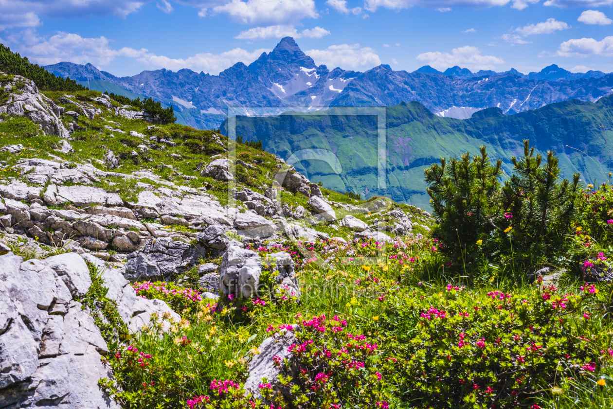 Bild-Nr.: 12367217 Alpenrosen und Hochvogel erstellt von Walter G. Allgöwer