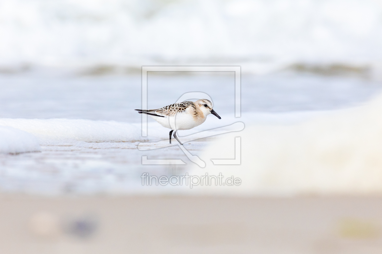 Bild-Nr.: 12367751 Sanderling in der Brandung  erstellt von Dennis-K