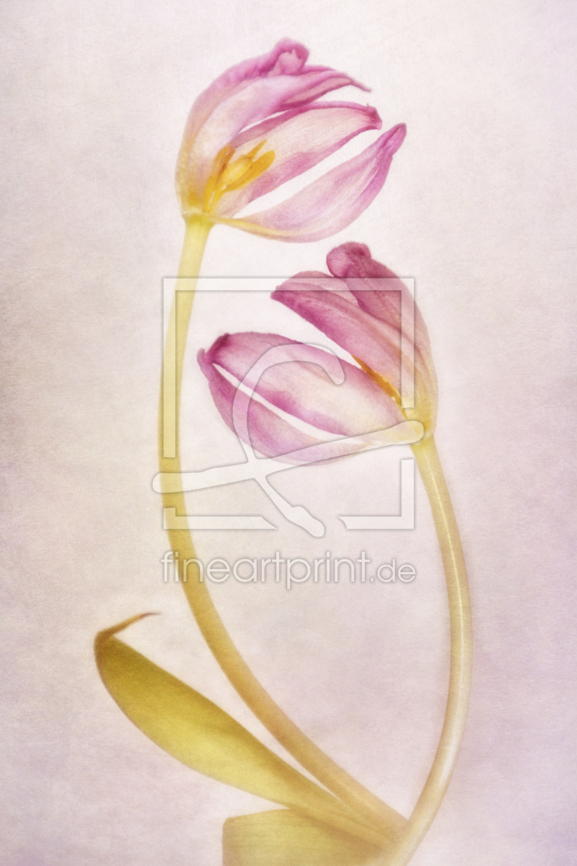 Bild-Nr.: 12370058 Tulips in Love erstellt von lucyliu
