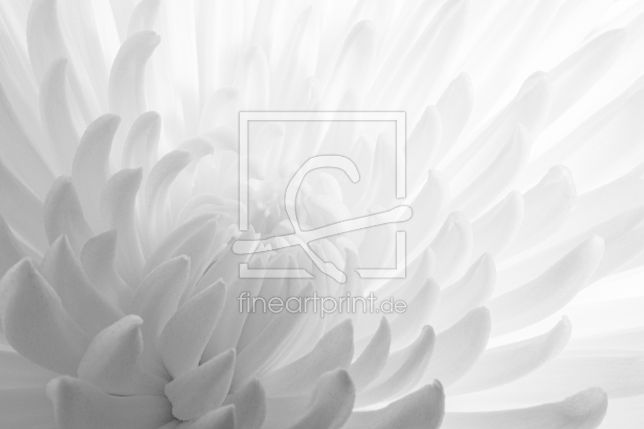 Bild-Nr.: 12370106 Chrysantheme Chrysanthemum erstellt von Rene Conzen