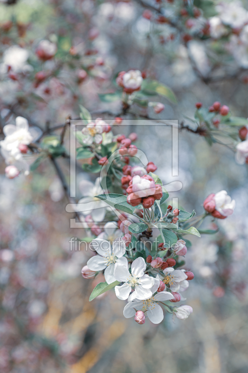 Bild-Nr.: 12371110 Zierapfelblüten erstellt von 