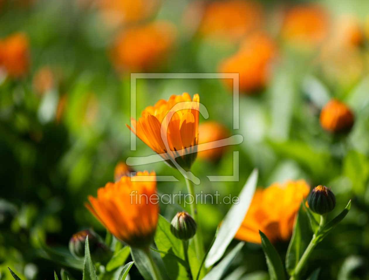Bild-Nr.: 12371235 Frühlingsblüte erstellt von Patrick Schwarzbach