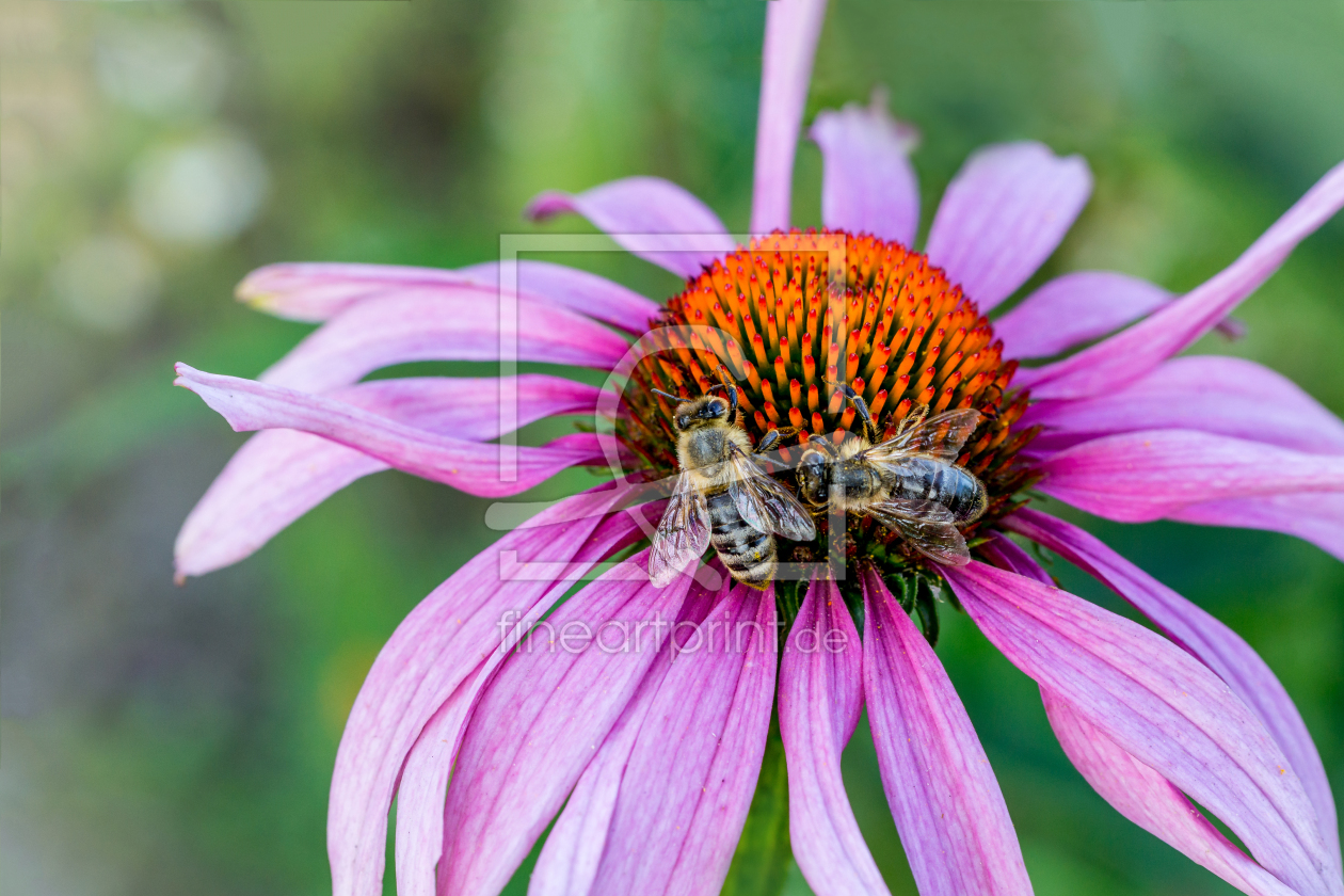 Bild-Nr.: 12372271 Fleißige Bienen auf einer Sonnenhut Blüte erstellt von Bart-Achilles