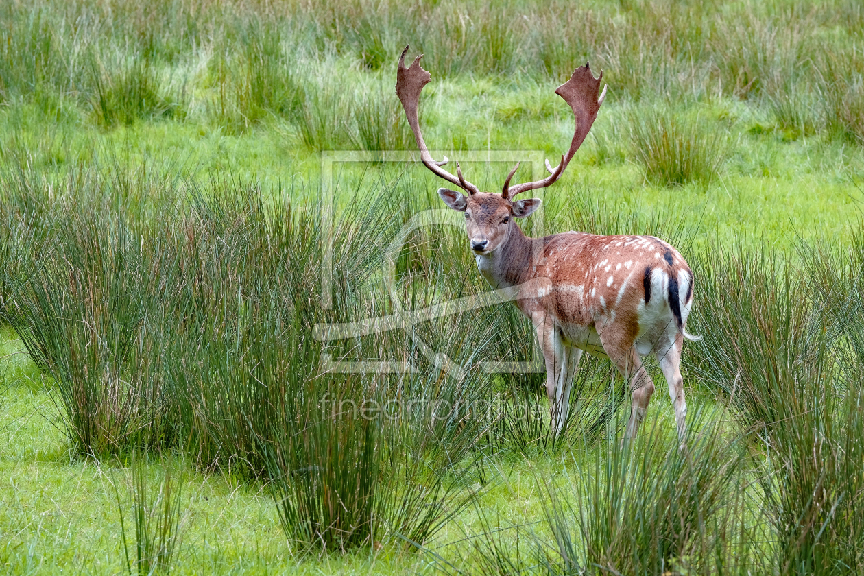 Bild-Nr.: 12373817 Damhirsch im Feuchtgebiet erstellt von Ostfriese