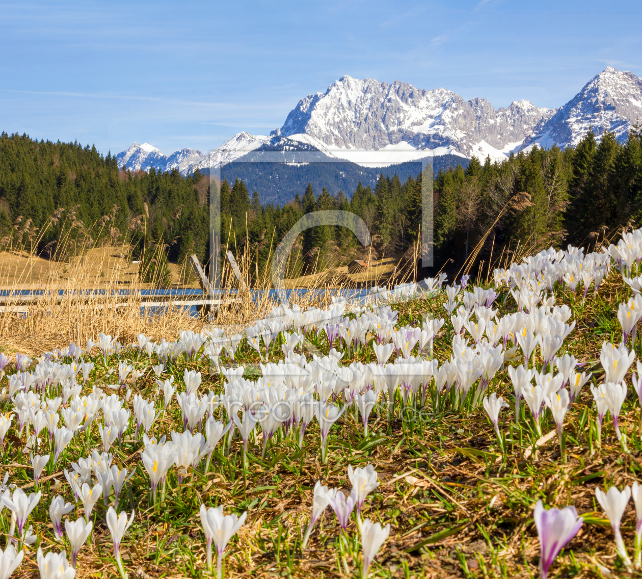 Bild-Nr.: 12374020 Krokuswiese und Karwendel erstellt von SusaZoom